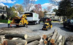 Best Palm Tree Trimming  in Lebanon, NH